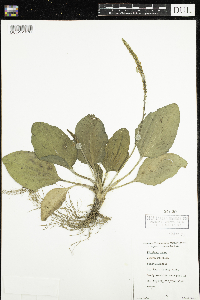 Plantago major image
