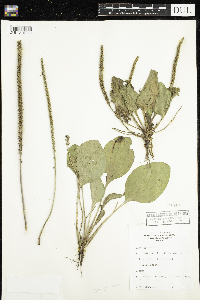 Plantago major image