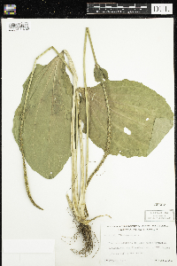 Plantago major image