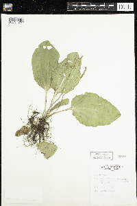 Plantago major image