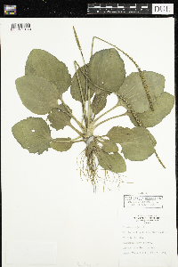 Plantago major image