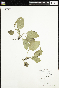 Plantago major image