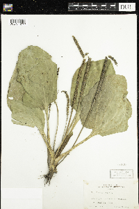 Plantago major image