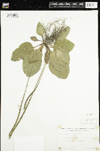 Plantago major image