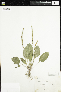 Plantago major image