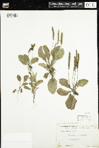 Plantago major image