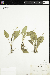 Plantago major image
