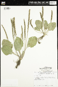 Plantago major image