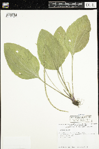 Plantago major image
