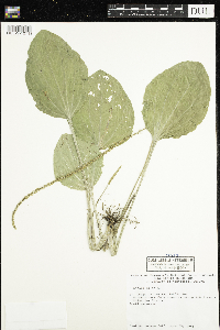 Plantago major image