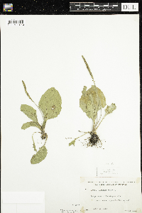 Plantago major image