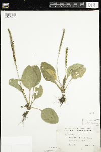 Plantago major image