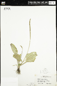 Plantago major image