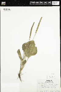 Plantago major image