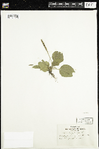 Plantago major image