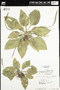 Plantago major image