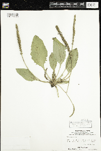 Plantago major image