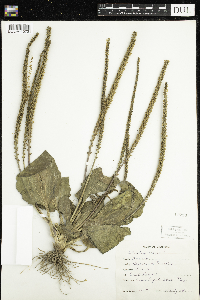 Plantago major image