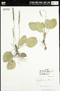 Plantago major image