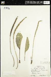 Plantago major image