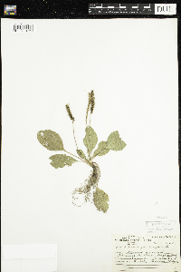 Plantago major image