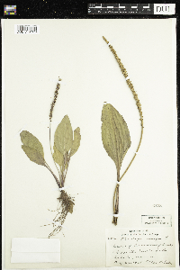 Plantago major image
