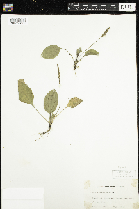 Plantago major image