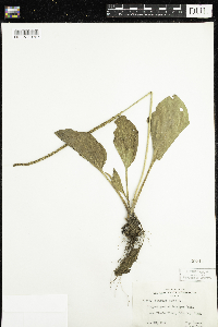 Plantago major image