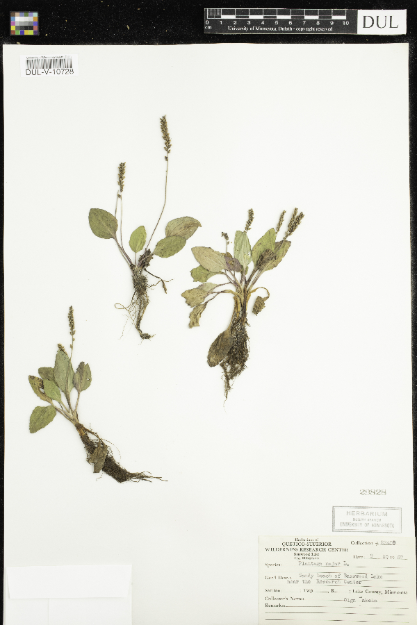 Plantago major image