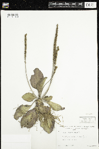 Plantago major image