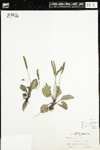 Plantago major image