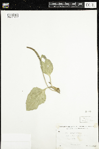 Plantago major image