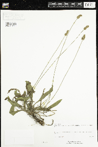 Plantago lanceolata image