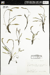Plantago eriopoda image