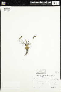 Plantago eriopoda image