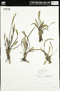 Plantago eriopoda image