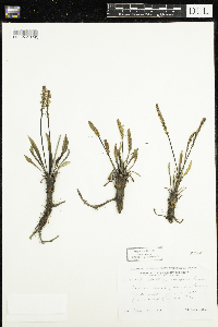 Plantago eriopoda image
