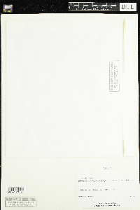 Littorella uniflora image