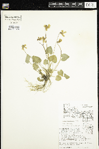 Viola cucullata image