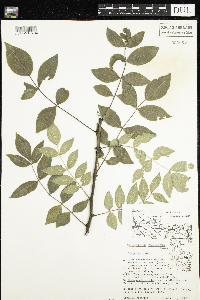 Zanthoxylum americanum image