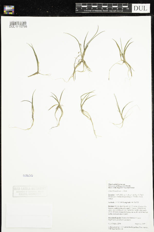 Littorella uniflora image