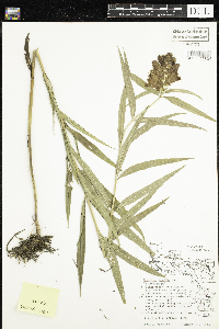 thumbnail image of current specimen