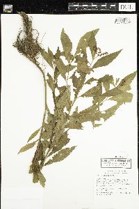 Penthorum sedoides image