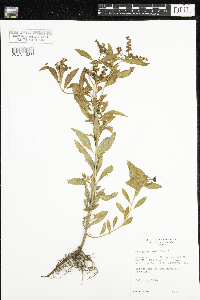 Penthorum sedoides image