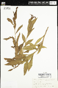 Penthorum sedoides image