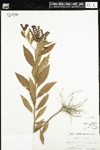 Penthorum sedoides image