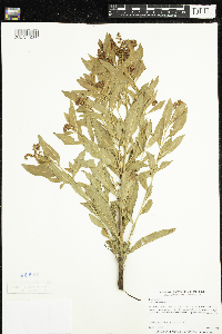 Penthorum sedoides image