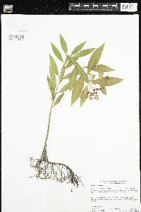 Penthorum sedoides image