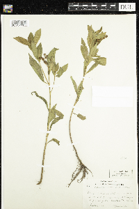 Penthorum sedoides image