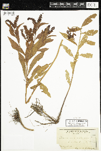 Penthorum sedoides image